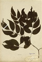 藏品(香木)的圖片